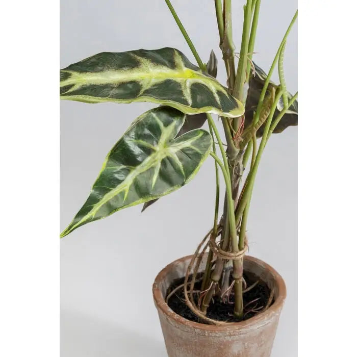 Konstväxt KARE DESIGN - ALOCASIA, 80 cm - produktbild av Dekoration från Kare Design | Arvande