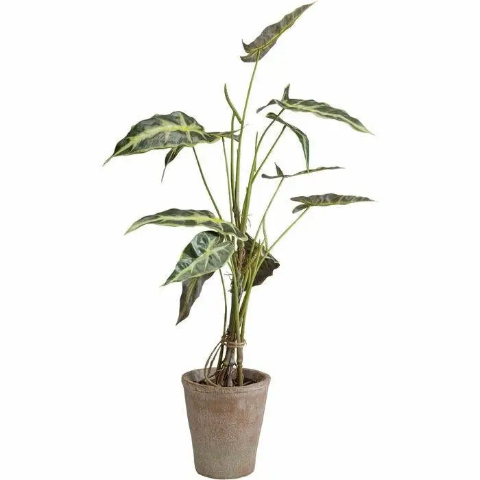 Konstväxt KARE DESIGN - ALOCASIA, 80 cm - produktbild av Dekoration från Kare Design | Arvande