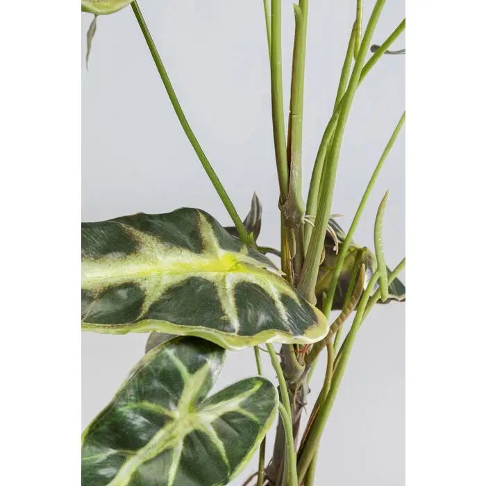 Konstväxt KARE DESIGN - ALOCASIA, 80 cm - produktbild av Dekoration från Kare Design | Arvande
