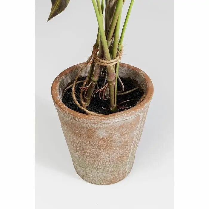 Konstväxt KARE DESIGN - ALOCASIA, 80 cm - produktbild av Dekoration från Kare Design | Arvande