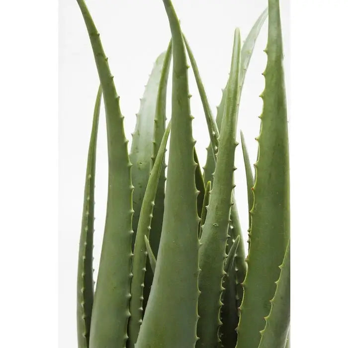 Konstväxt KARE DESIGN - ALOE, 69 cm - produktbild av Dekoration från Kare Design | Arvande